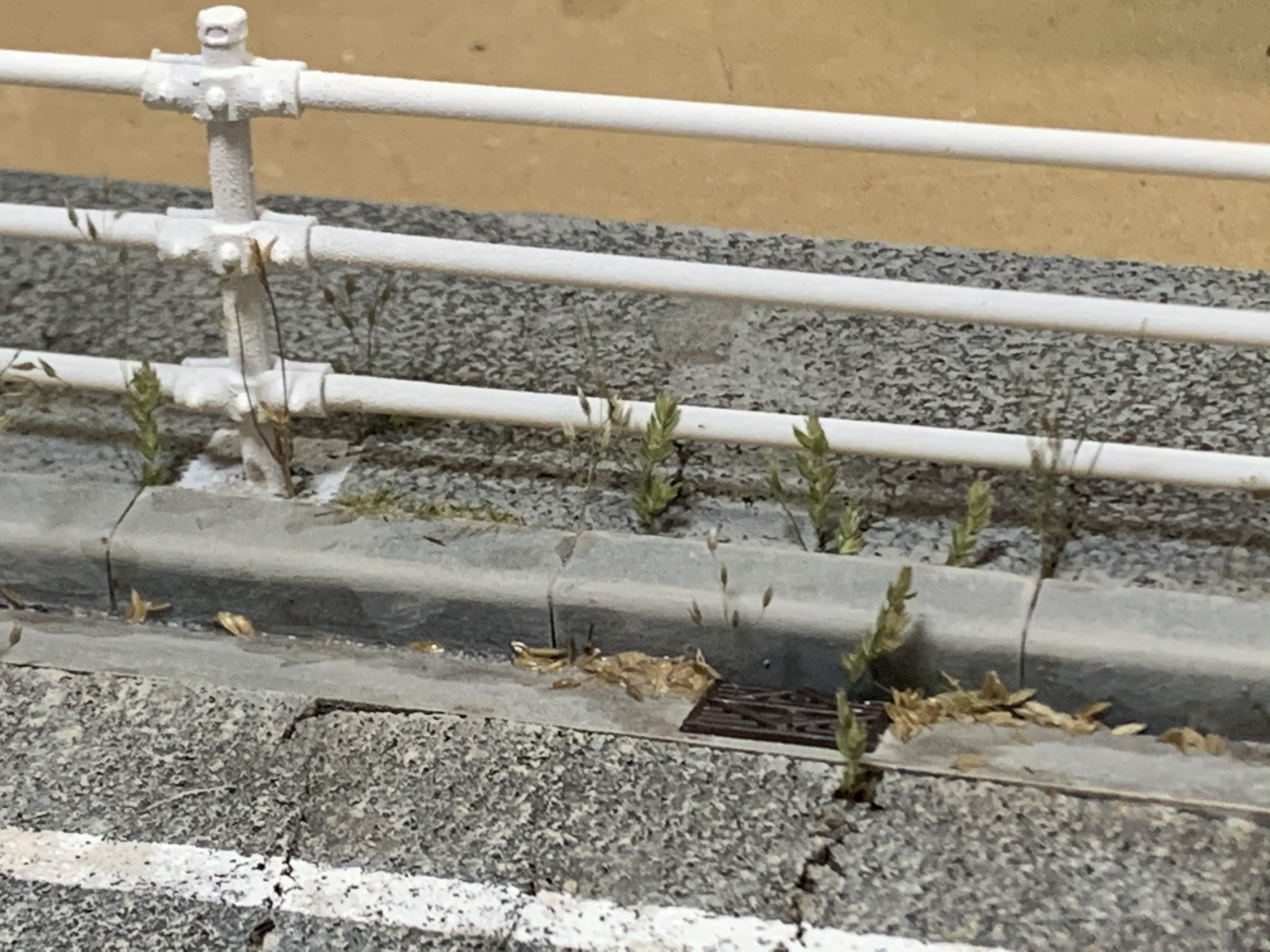 写真の説明を入れます